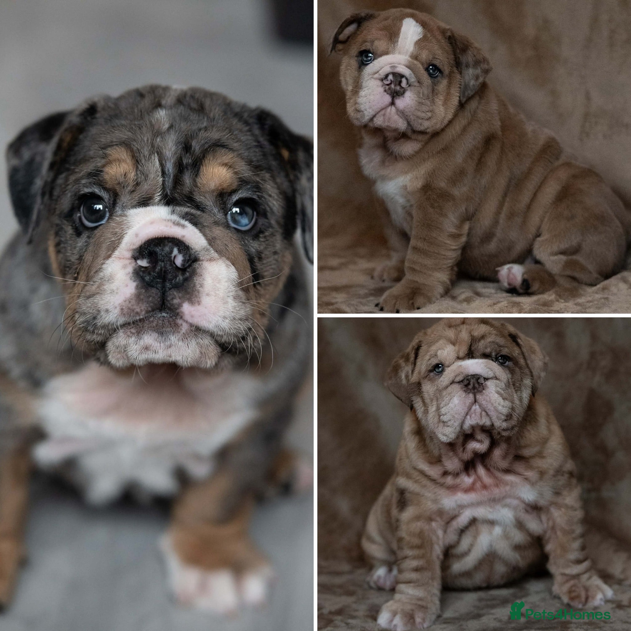 English Bulldog dogs 8 week old Stunning English Bulldog puppys - Advert 1