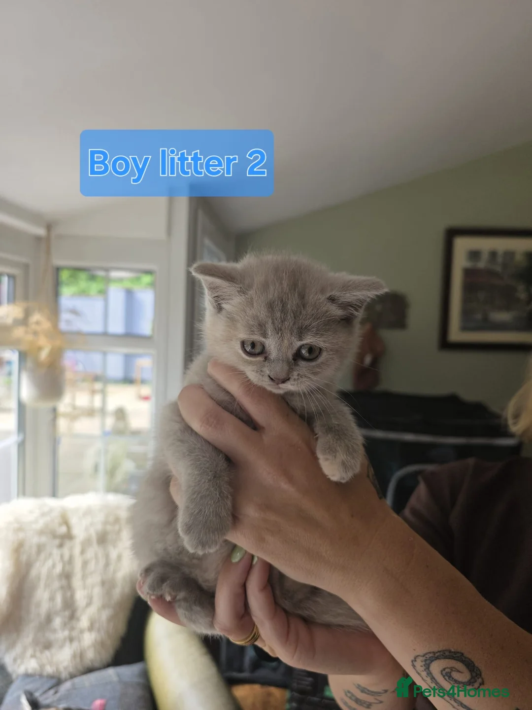 British Shorthair cats for sale: British Shorthair Kittens  - Advert 5