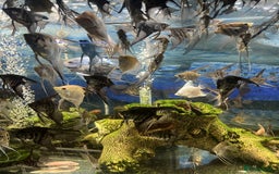 Angelfish fish for sale: Angels & Plecos - Image 7