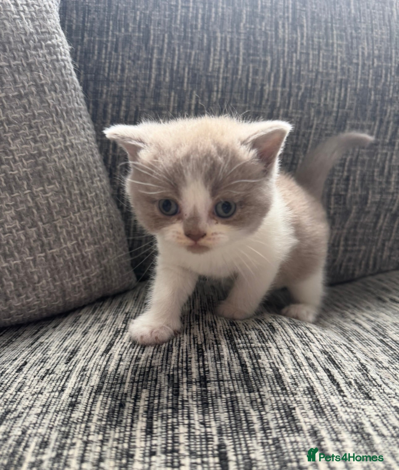 British Shorthair cats for sale: Sold - Lilac Bi colour BSH Boys Tica Registered - Advert 4
