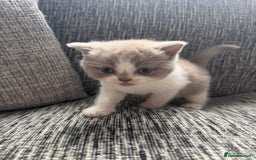 British Shorthair cats for sale: Lilac Bi colour BSH Boys Tica Registered - Image 1