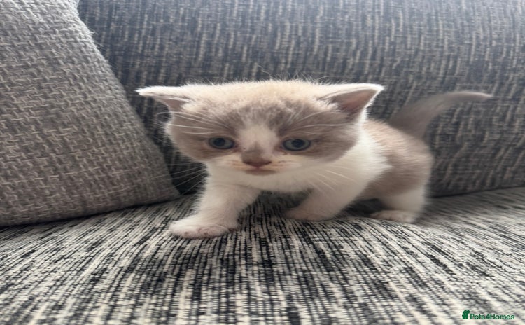 British Shorthair cats for sale - Advert 4