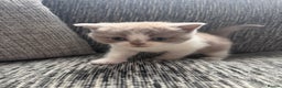 British Shorthair cats for sale: Sold - Lilac Bi colour BSH Boys Tica Registered - Advert 1