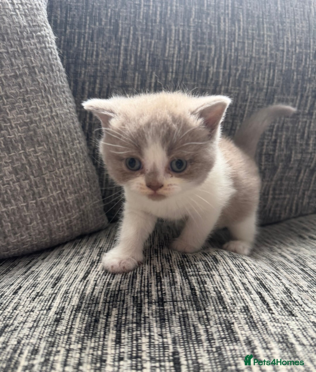 British Shorthair cats for sale: Lilac Bi colour BSH Boys Tica Registered - Image 1