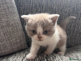 British Shorthair cats - Advert 14