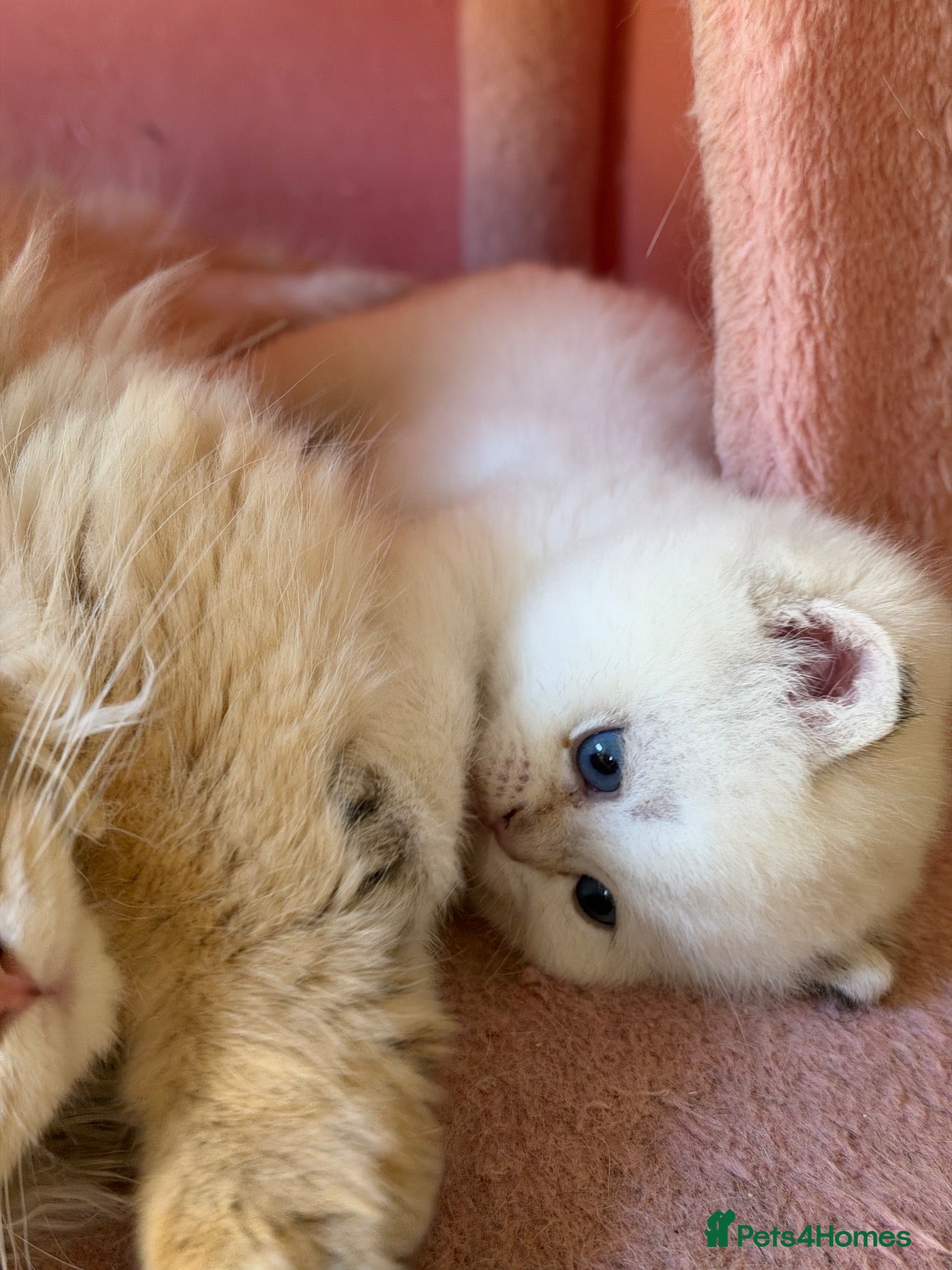 British Longhair cats NY12 GOLDEN SHADED & WHITE BRITISH LONG HAIR - Advert 19