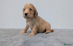 Cocker Spaniel dogs for sale: Cracking Cocker Pups - Image 2