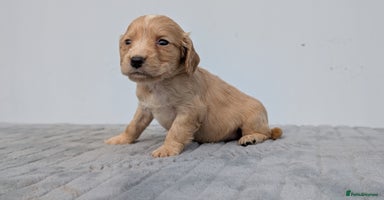 Cocker Spaniel dogs - Advert 7