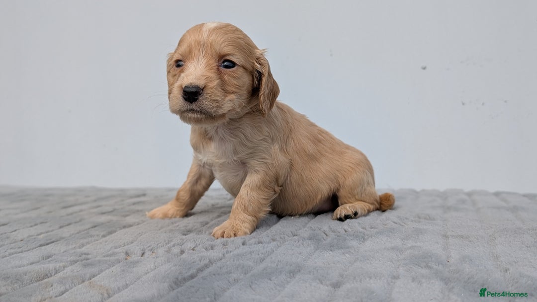 Cocker Spaniel dogs for sale: Cracking Cocker Pups - Image 2