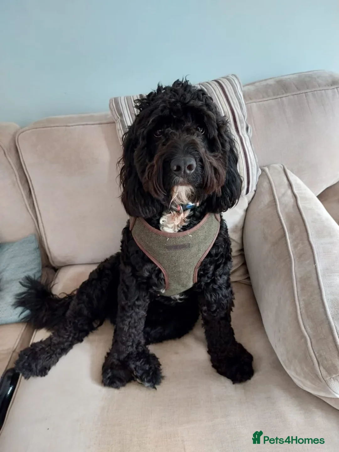 Mixed Breed dogs for stud: Wanted! Suitable bitch for mating with my Sproodle in Ware - Advert 1