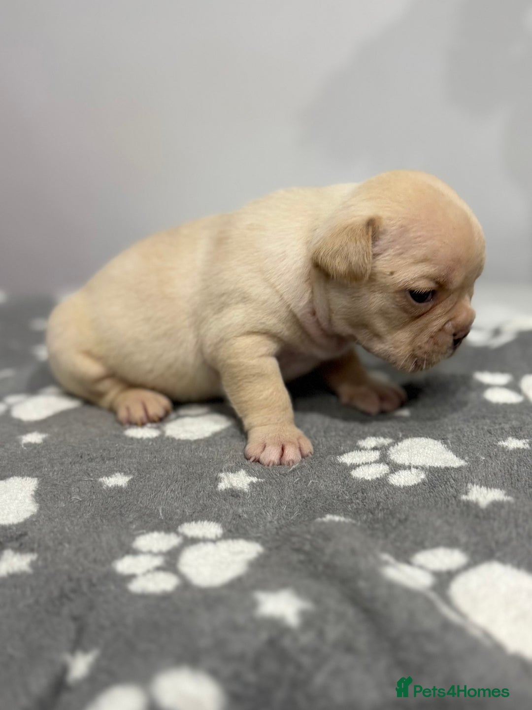 French Bulldog dogs for sale: 7 French Bull Dogs Puppy’s  - Advert 3