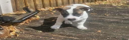 Mixed Breed dogs for sale: Beautiful 12 week old male for sale - Advert 2