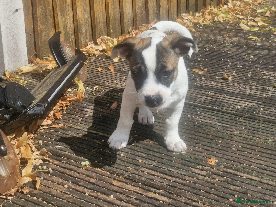 Mixed Breed dogs for sale: Beautiful 12 week old male for sale - Advert 2