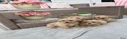 Maltipoo dogs for sale: Stunning apricot F1 Maltipoo puppies - Advert 11