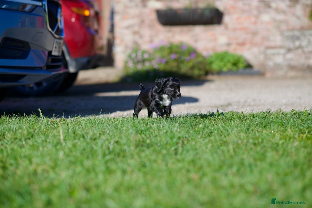 Cocker Spaniel dogs for sale: KC Reg – Fully Health Tested – Working Cocker Pups - Image 8