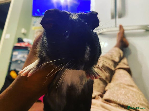 Guinea Pig rodents - Advert 1