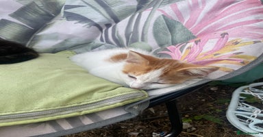 Mixed Breed cats - Advert 7