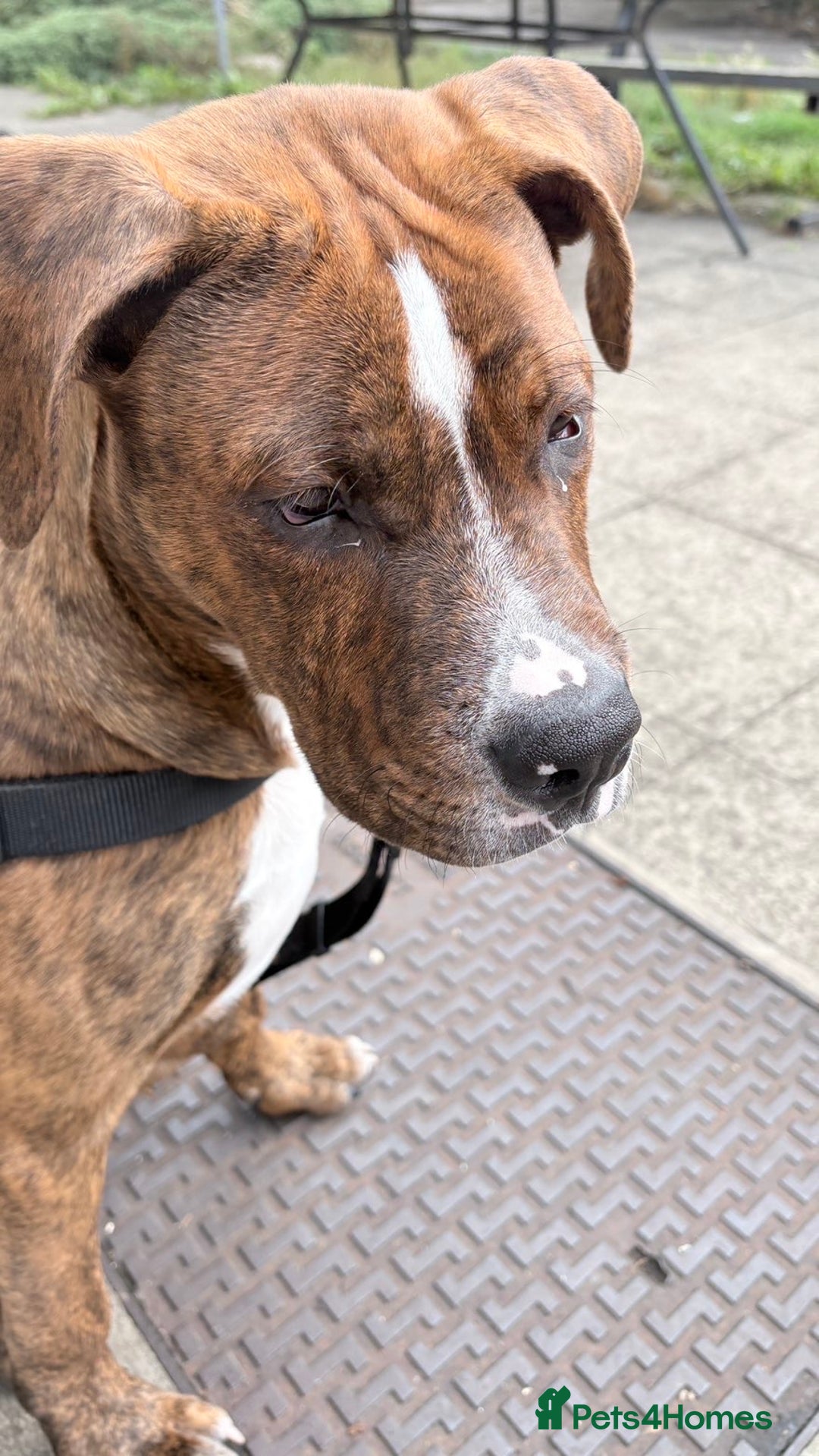 Cane Corso dogs for stud: CANE CORSO STUD (Milo) - Advert 2