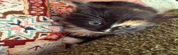 British Longhair cats for sale: Kittens  - Advert 7