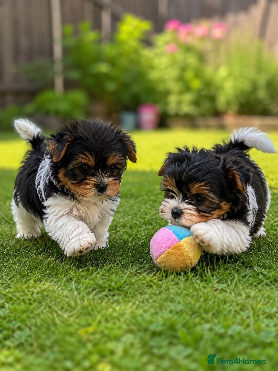 Biewer Terrier dogs ❤️Beautiful Biewer Terriers 1 Boy & 1 Girl❤️ - Advert 4