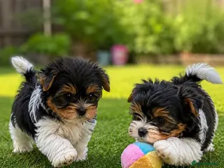 Biewer Terrier dogs ❤️Beautiful Biewer Terriers 1 Boy & 1 Girl❤️ - Advert 1