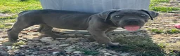 Cane Corso dogs for sale: Cane corso puppies / READY TO LEAVE NOW! in Southampton - Advert 9