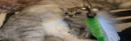 British Shorthair cats for sale: BSH LOOK AT LIKE (EXOTIC SHORTHAIR CROSS)  in Shifnal - Advert 13