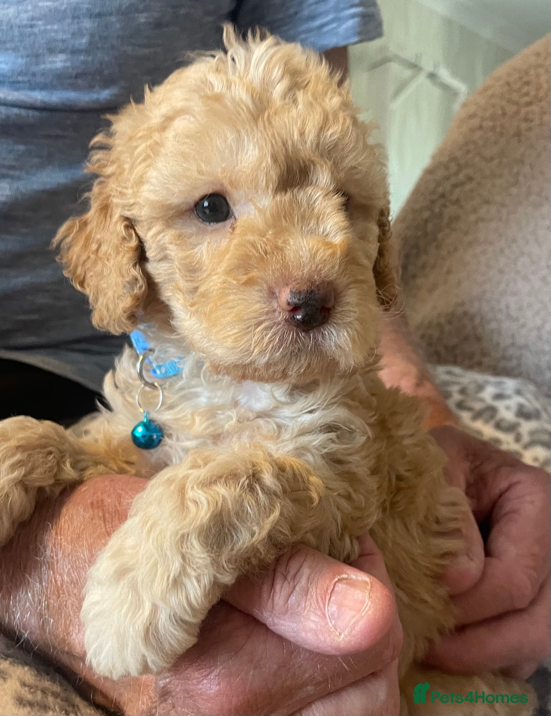 Cavapoo dogs for sale: Quality cavapoo puppies  - Image 15