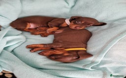 Dachshund dogs for sale: Miniature Smooth Haired Dachshund Puppies - Image 18