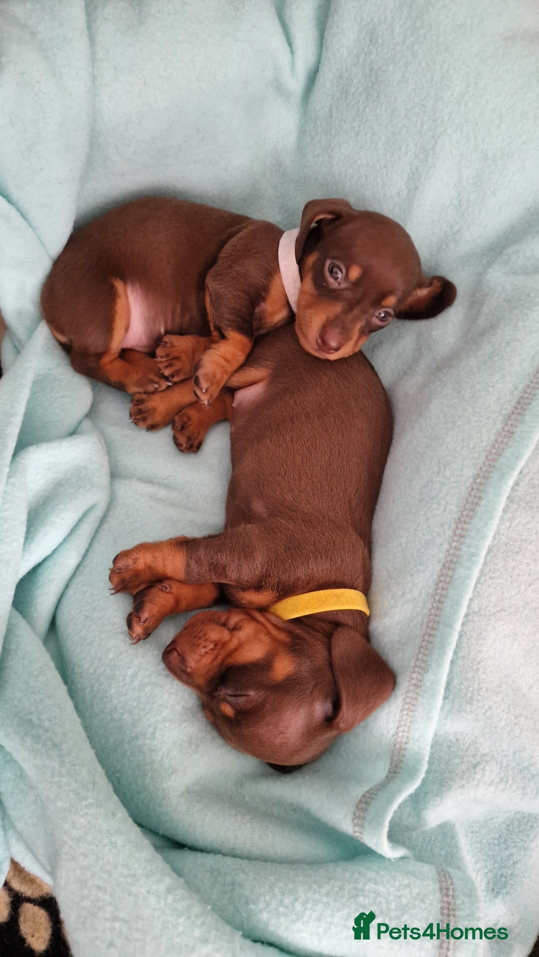 Dachshund dogs for sale: Miniature Smooth Haired Dachshund Puppies - Image 18