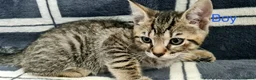 Mixed Breed cats for sale: 6 Beautiful Kittens - Advert 7