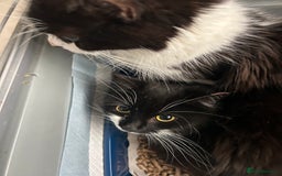 Mixed Breed cats for sale: Rescued kittens ***READ ADVERT*** - Advert 4