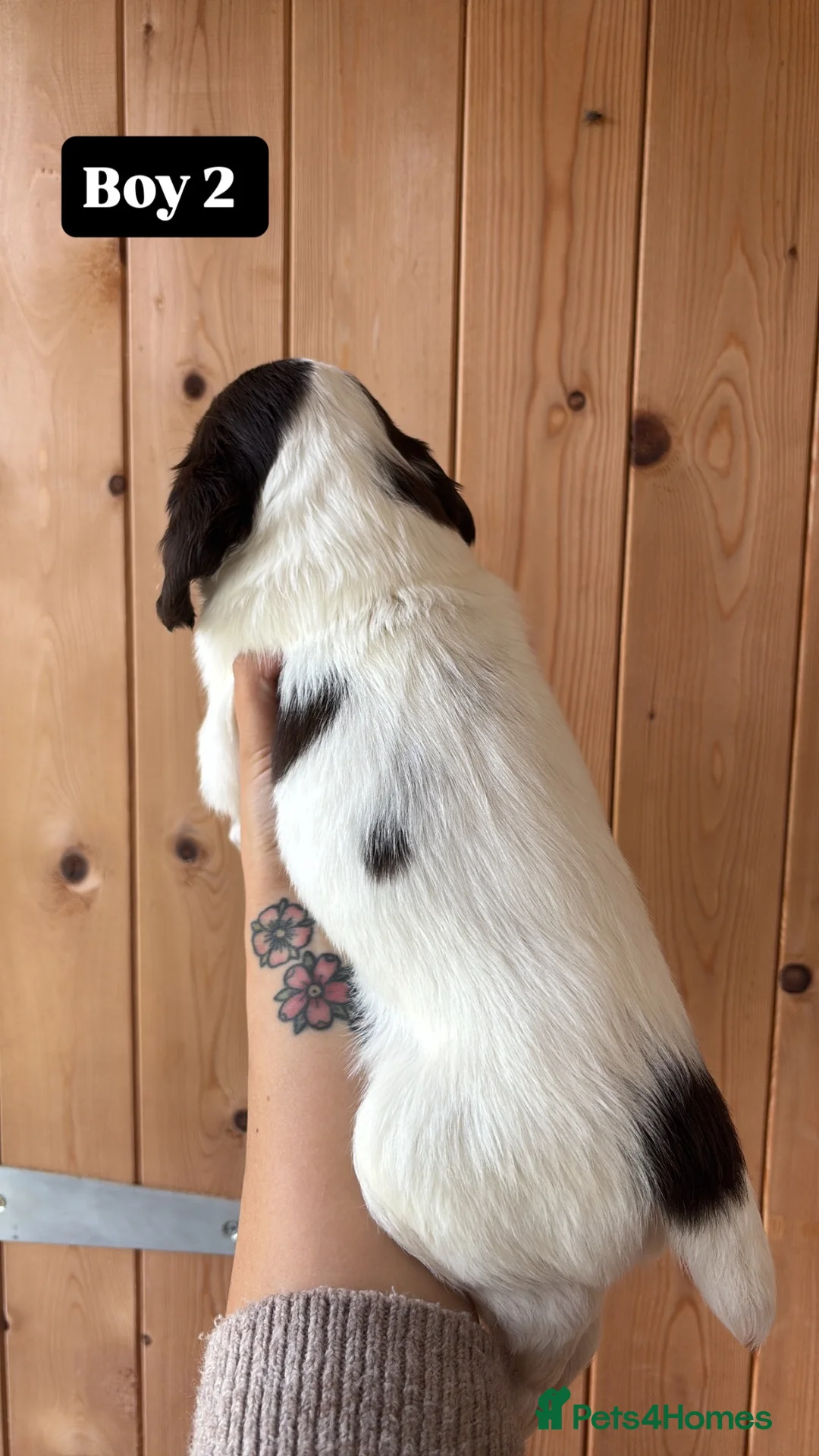 English Springer Spaniel dogs for sale: Working Pure Springer Spaniel Puppies  - Advert 2