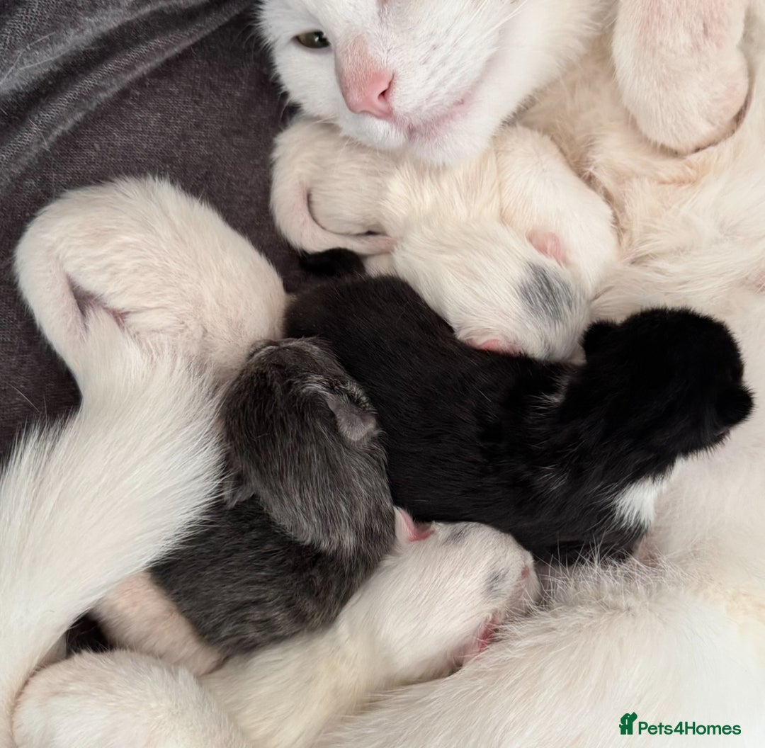 Mixed Breed cats for sale: adorable, cuddly kittens ready to go this weekend - Advert 8