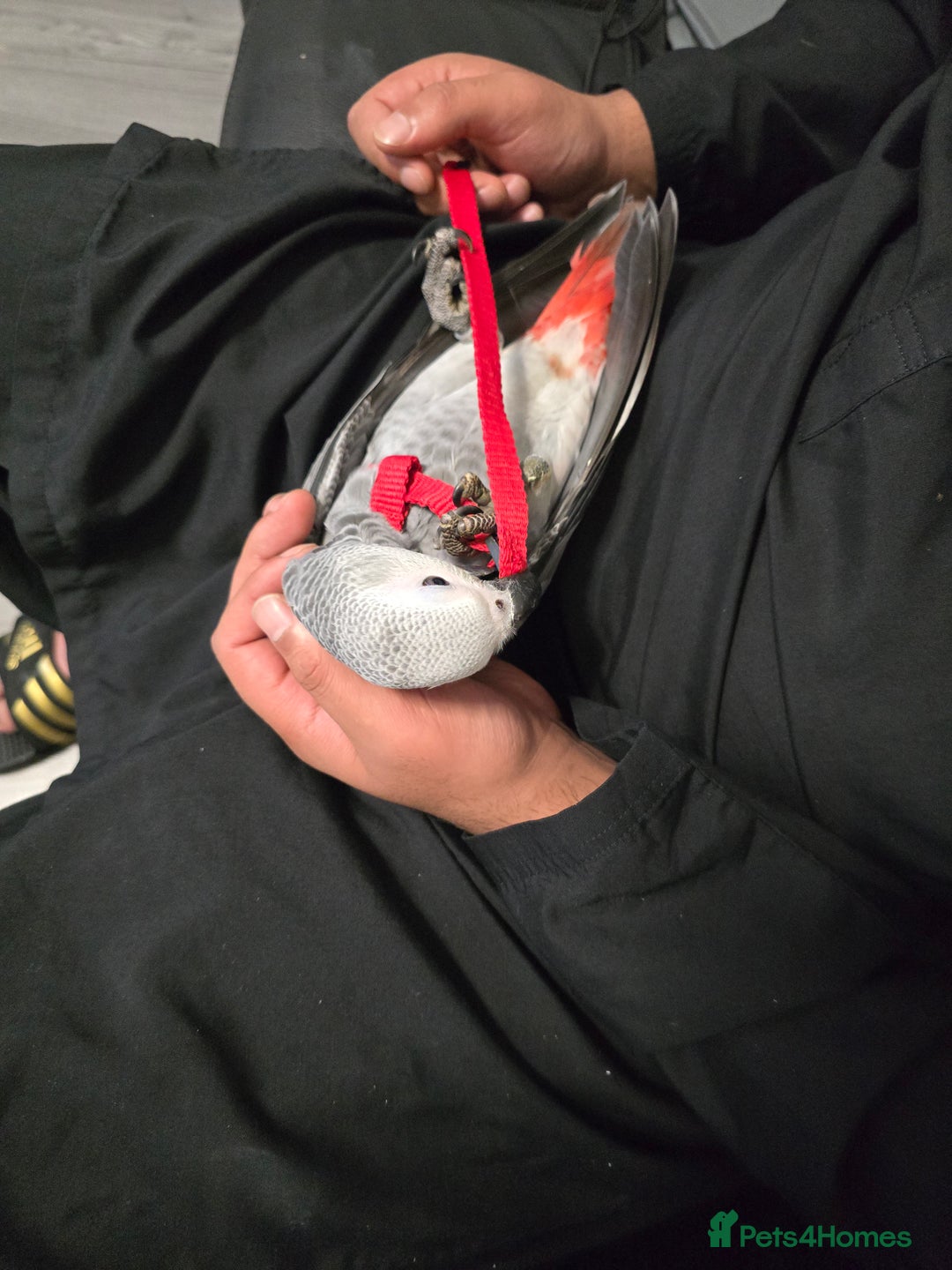 Parrots birds for sale: African grey Congo (baby) - Image 2