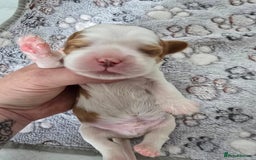 Cavalier King Charles Spaniel dogs for sale: Fully health tested included MRI scan  - Image 11