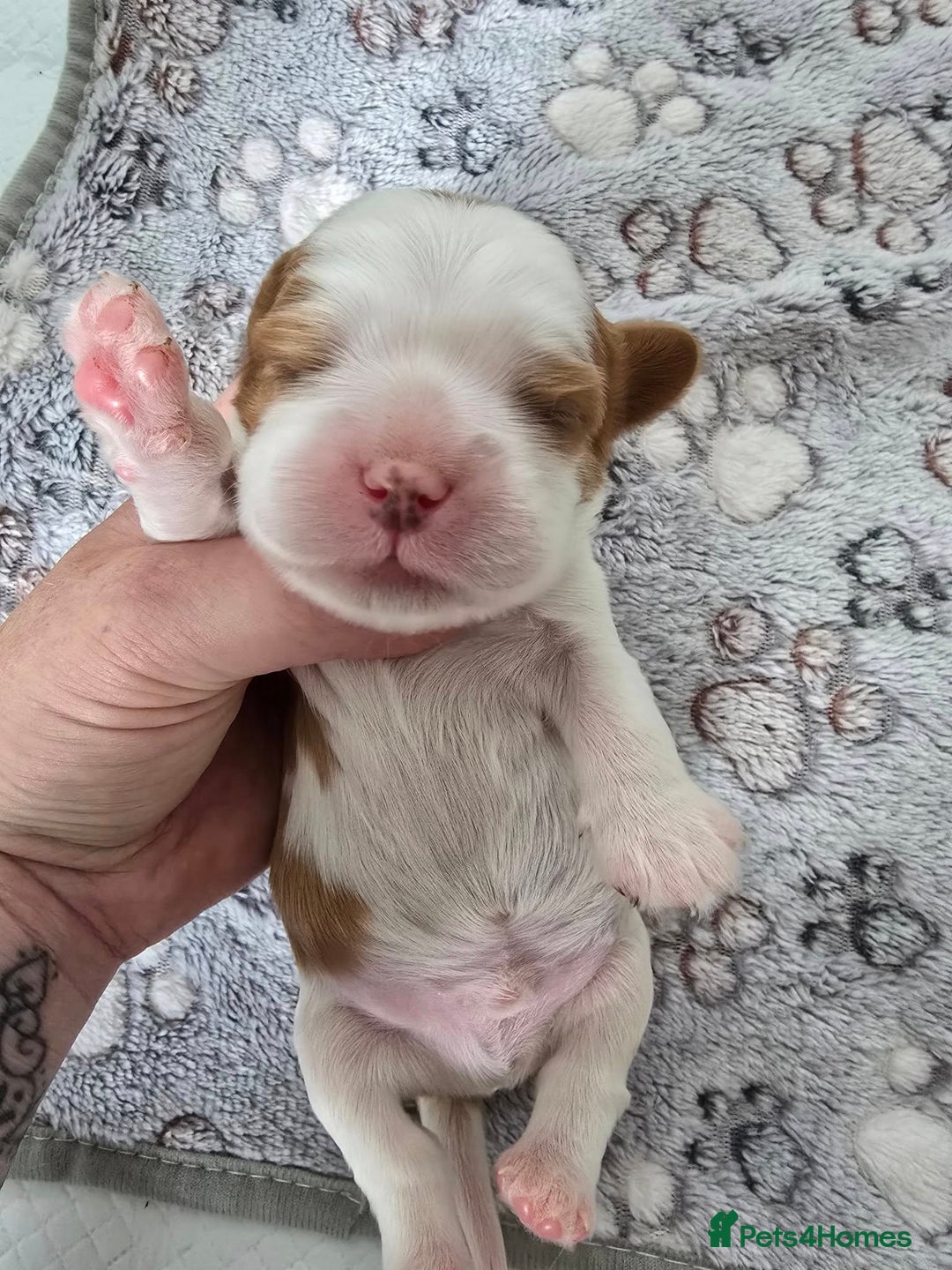 Cavalier King Charles Spaniel dogs for sale: Fully health tested included MRI scan  - Image 11