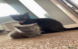Ragdoll cats for sale: Grey boy  - Image 1