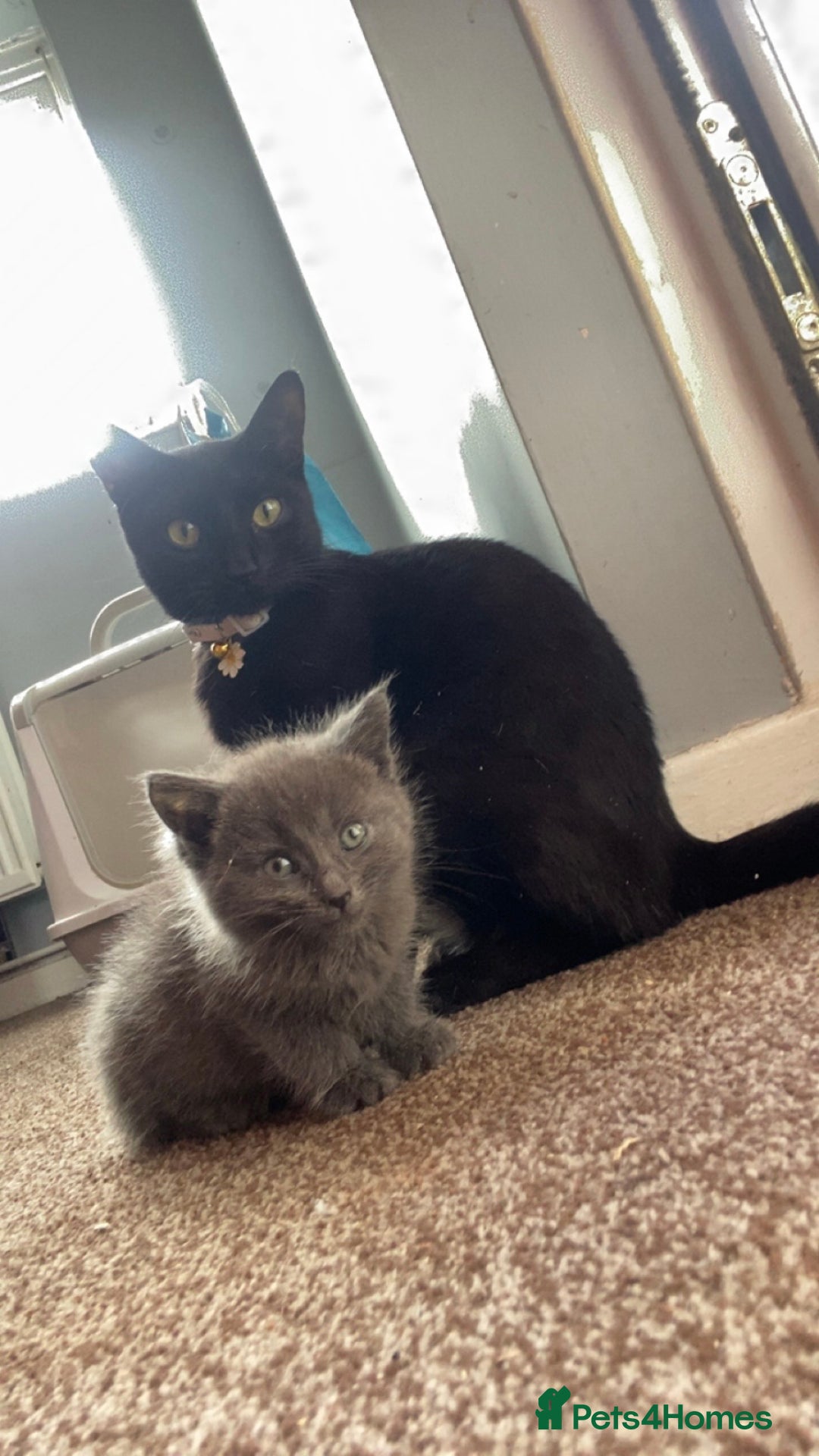 Ragdoll cats for sale: Grey boy  - Image 1