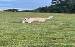 Golden Retriever dogs for sale: Gorgeous Show Type Golden Retrievers - Image 26