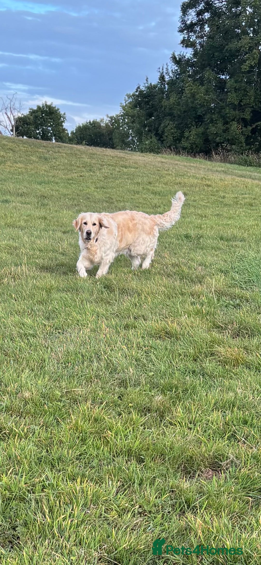 Golden Retriever dogs for sale: Gorgeous Show Type Golden Retrievers - Image 26