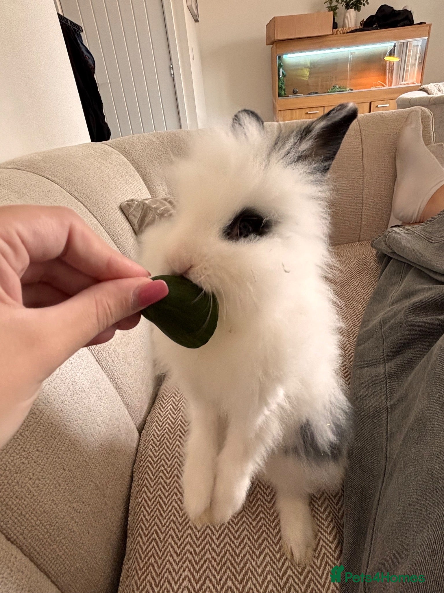Lionhead rabbits Adorable Purebred Lionhead Bunny Babies - Advert 13