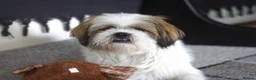 Shih Tzu dogs for stud: Handsome Shih Tzu Male Teddy Available for Stud  in Sutton - Advert 6
