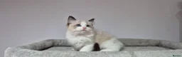 Ragdoll cats for sale: 3 TICA Registered Males for Sale - Advert 11