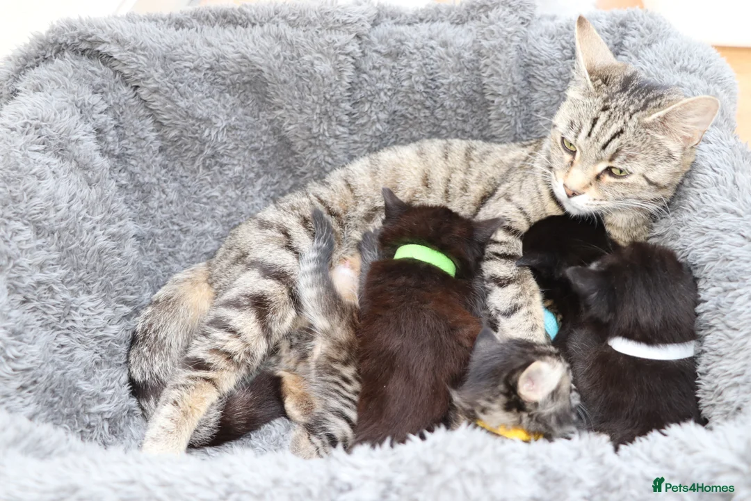 Domestic Shorthair cats for sale: Beautiful Kittens Ready SOON - Advert 2