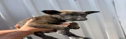 Belgian Shepherd Dog dogs for sale: Chunky WORKING LINE BELGIAN MALINOIS PUPPYS - Advert 17