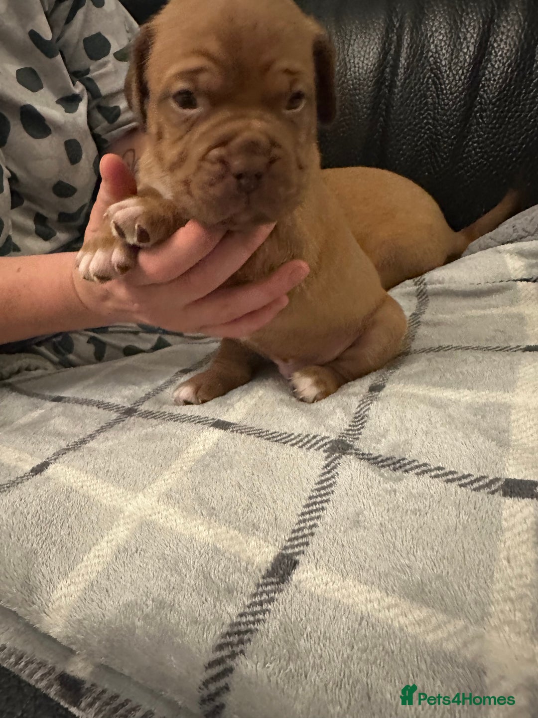 Dogue De Bordeaux dogs for sale: Stunning litter kc Dogue de Bordeaux puppies - Image 6
