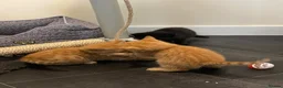 Mixed Breed cats for sale: Black Males and Rare Ginger Females  - Advert 6