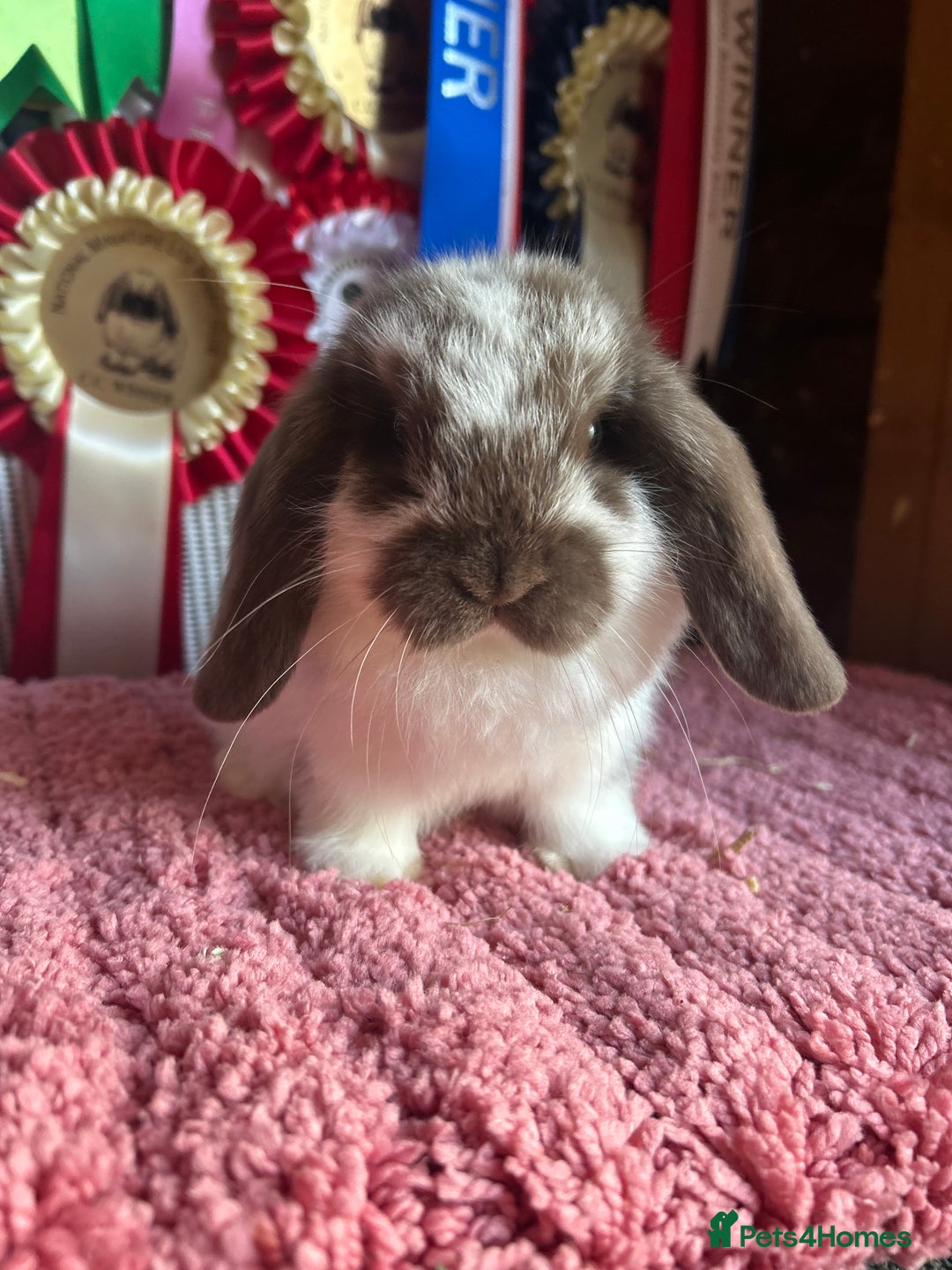 Mini Lop rabbits for sale: Vaccinated mini lop and lion lop babies - Advert 4