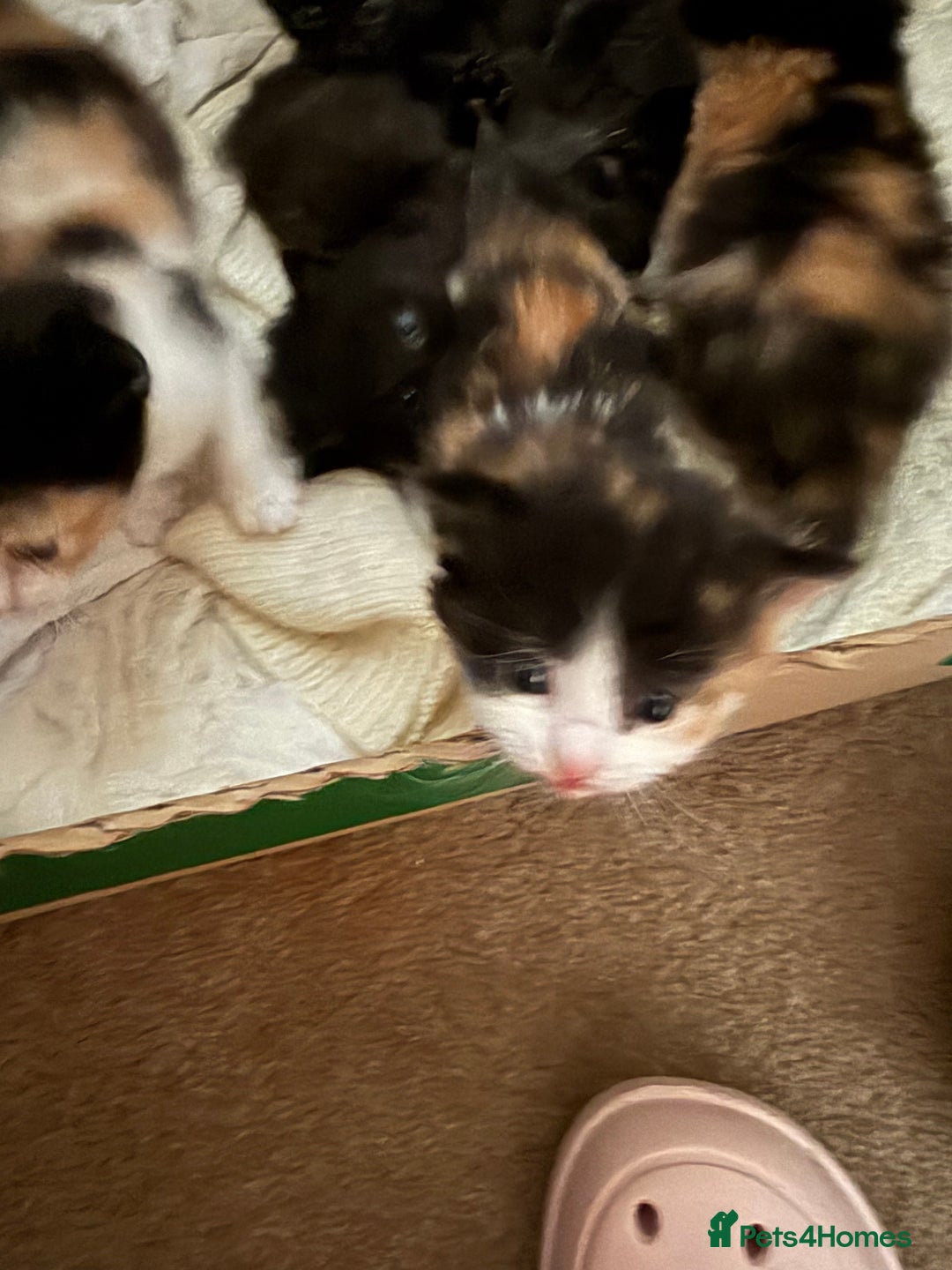 Mixed Breed cats for sale: Ragamuffin mix kittens  - Image 18